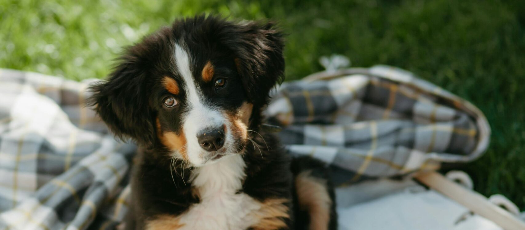 Exploring the Gentle Giants: Bernese Mountain Dogs