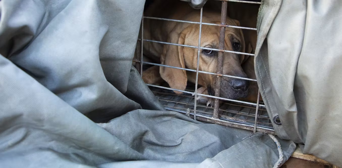 The facts about the illegal UK dog trade